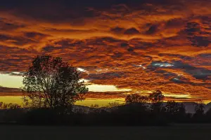 Beautiful Sunset Prints: A beautiful sunset with a tree in the background