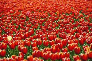 Benelux Agriculture Prints: Beautiful tulips fields during the springtime