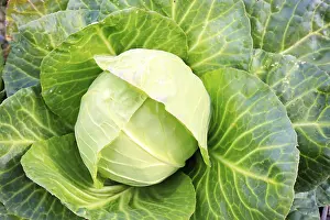 Agricultural Patterns Prints: Beautiful white cabbage head with large