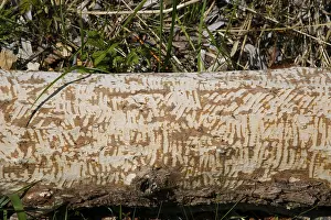 Nature Conservation Germany Prints: Beaver bite, beaver damage, tree trunk
