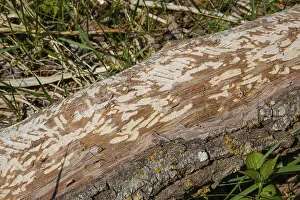 Beaver Damage Germany Prints: Beaver bite, beaver damage, tree trunk