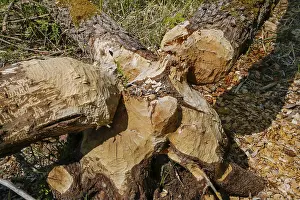 Beaver Damage Germany Prints: Beaver bite, beaver damage, tree trunk