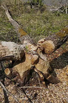 Nature Conservation Germany Prints: Beaver bite, beaver damage, tree trunk