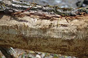 Nature Conservation Germany Prints: Beaver bite, beaver damage, tree trunk