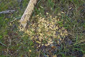 Nature Conservation Germany Prints: Beaver bite, beaver damage, tree trunk