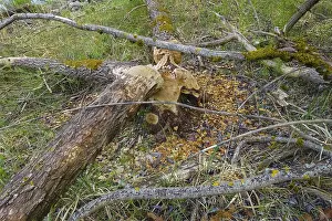 Beaver Damage Germany Prints: Beaver bite, beaver damage, tree trunk