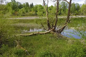 Nature Conservation Germany Prints: Beaver bite, beaver damage, tree trunk