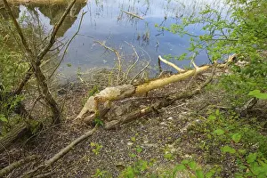 Nature Conservation Germany Prints: Beaver bite, beaver damage, tree trunk