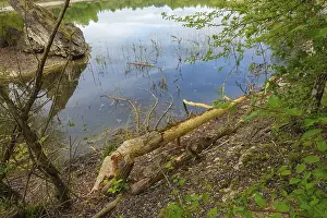 Nature Conservation Germany Prints: Beaver bite, beaver damage, tree trunk