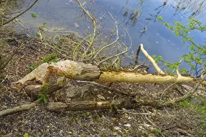 Environmental Protection Germany Prints: Beaver bite, beaver damage, tree trunk