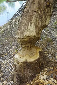 Beaver Damage Germany Prints: Beaver bite, beaver damage, tree trunk