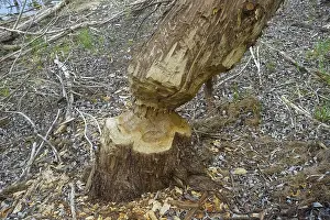 Nature Conservation Germany Prints: Beaver bite, beaver damage, tree trunk