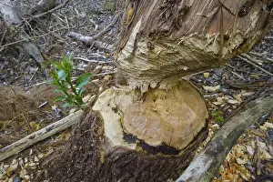 Beaver Damage Germany Prints: Beaver bite, beaver damage, tree trunk