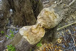 Beaver Damage Germany Prints: Beaver bite, beaver damage, tree trunk