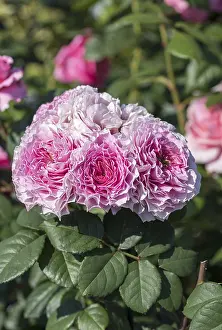 Uninhabited Rose Garden Prints: Bedding rose (Rosa EISVOGEL)