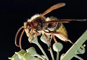 Honey Bee Images Prints: Bee