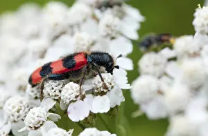 Trichodes Apiarius Prints: Bee beetle, bee wolf, common bee beetle