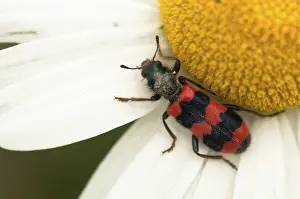 Trichodes Apiarius Prints: Bee beetle, bee wolf, common bee beetle