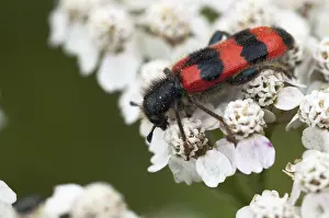 Trichodes Apiarius Prints: Bee beetle, bee wolf, common bee beetle