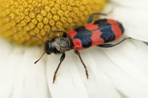 Trichodes Apiarius Prints: Bee beetle, bee wolf, common bee beetle