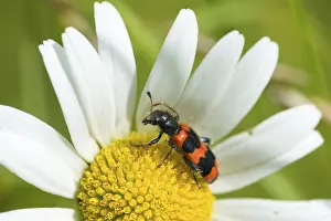Trichodes Apiarius Prints: Bee beetle, bee wolf, common bee beetle