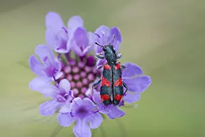 Gray Wolf Predator Animal Prints: Bee beetle (Trichodes apiarius) on flower