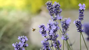 Pollination Process Prints: A bee is captured in mid-flight