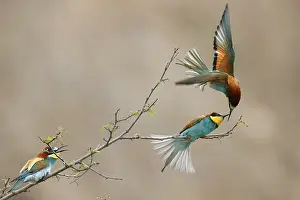 European Bee Eater Prints: Bee-eater (Merops apiaster) in action on a branch
