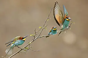 European Bee Eater Prints: Bee-eater (Merops apiaster) in action on a branch