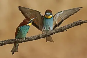 European Bee Eater Prints: Bee-eater (Merops apiaster) in action on a branch