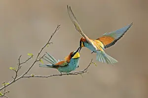 European Bee Eater Prints: Bee-eater (Merops apiaster) in action on a branch