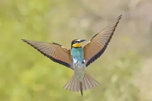 Migratory Bird Prints: Bee-eater (Merops apiaster) approaching the breeding den