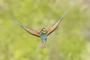 Prints of Bee-eater (Merops apiaster) approaching the breeding den.wildlife, mating, migratory bird, raptor, animals, birds, Lake Neusiedl National Park, Seewinkel, Burgenland, Austria European Bee Eater Prints: Bee-eater (Merops apiaster) Print - Breeding Den Approach