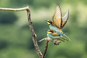 Bird Mating Behaviour Prints: Bee-eater (Merops apiaster), birds copulating on branches