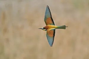 European Bee Eater Prints: Bee-eater (Merops apiaster) flying