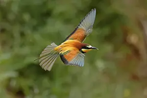European Bee Eater Prints: Bee-eater (Merops apiaster) flying
