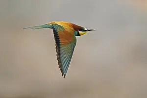 European Bee Eater Prints: Bee-eater (Merops apiaster) flying