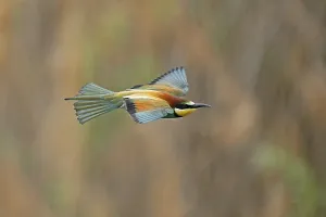 European Bee Eater Prints: Bee-eater (Merops apiaster) flying