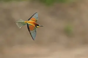 European Bee Eater Prints: Bee-eater (Merops apiaster) flying
