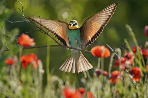 European Bee Eater Prints: Bee-eater (Merops apiaster) flying on branch