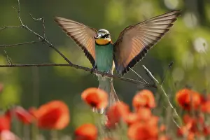 European Bee Eater Prints: Bee-eater (Merops apiaster) flying on branch