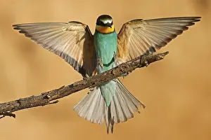 European Bee Eater Prints: Bee-eater (Merops apiaster) flying on branch