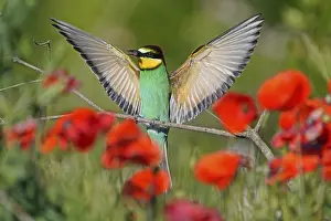 European Bee Eater Prints: Bee-eater (Merops apiaster) flying on branch
