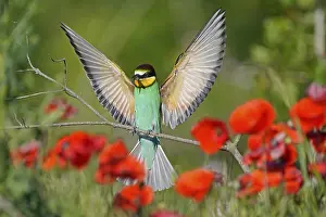 European Bee Eater Prints: Bee-eater (Merops apiaster) flying on branch
