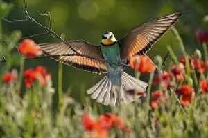 European Bee Eater Prints: Bee-eater (Merops apiaster) flying on branch