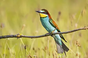 Attentive Bird Species Prints: Bee-eater (Merops apiaster) Hungary