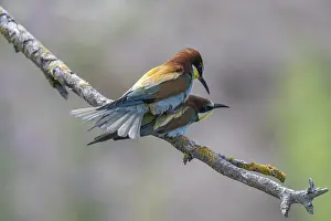 Prints of Bee-eater (Merops apiaster), mating, Rhineland-Palatinate, Germany European Bee Eater Prints: Mating Bee-eater (Merops apiaster) Print, Germany