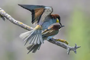 Prints of Bee-eater (Merops apiaster), mating, Rhineland-Palatinate, Germany European Bee Eater Prints: Mating Bee-eater Print, Rhineland-Palatinate, Germany