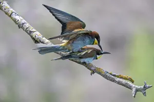 Prints of Bee-eater (Merops apiaster), mating, Rhineland-Palatinate, Germany European Bee Eater Prints: Bee-eater (Merops apiaster) Print, Germany