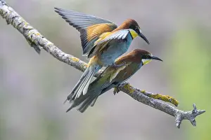 Prints of Bee-eater (Merops apiaster), mating, Rhineland-Palatinate, Germany European Bee Eater Prints: Mating Bee-eater (Merops apiaster) Print, Germany